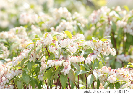 春天的花朵盛開的醉漢 2581144