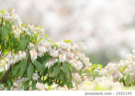 春天的花朵盛開的醉漢 2581145