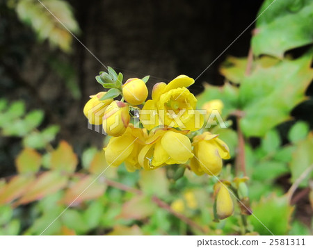 十大功勞 花朵 花 2581311