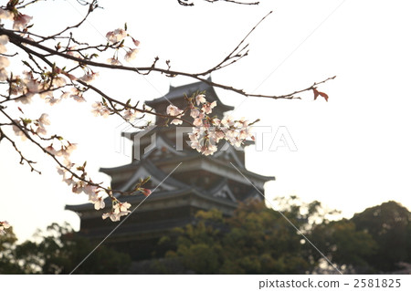 櫻花和廣島城堡 2581825