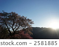 hyotan cherry blossoms, sunset, sunsets 2581885