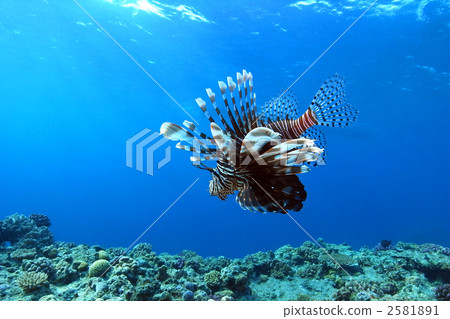 Hanturkey魚 2581891