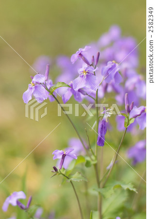 Murasakihanana 2582349