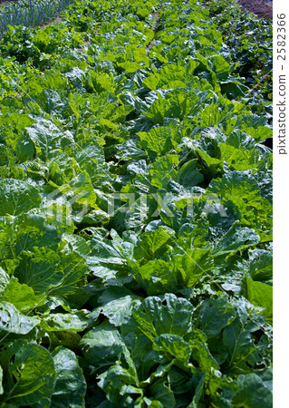 Sunday vegetable garden radish leaves 2582366