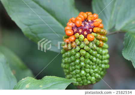 Fruit of Hiroha Ten Nansho 2582534