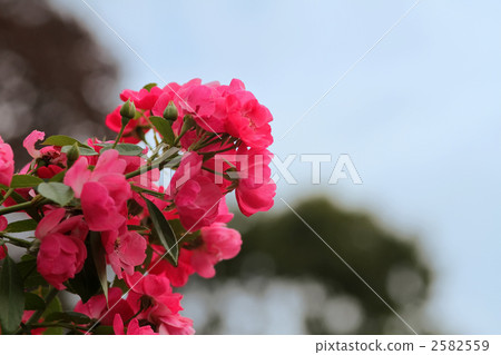 安吉拉 安吉拉 2582559