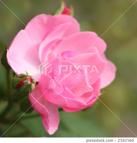 安吉拉 安吉拉 2582560