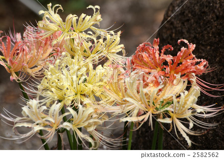 白色的花蕾 白色的花蕾 2582562