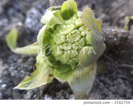 Noodles Noodles 2582739