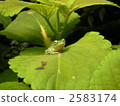 Tree frog 2583174