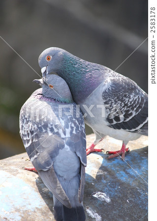 A pair of pigeons 2583178