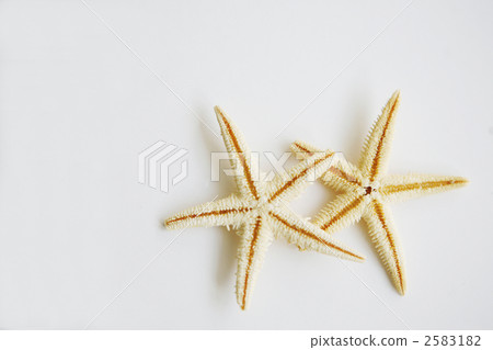 夏天圖像海星 夏天圖像海星 2583182