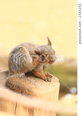 squirrel, squirrels, terrestrial animal 2583256