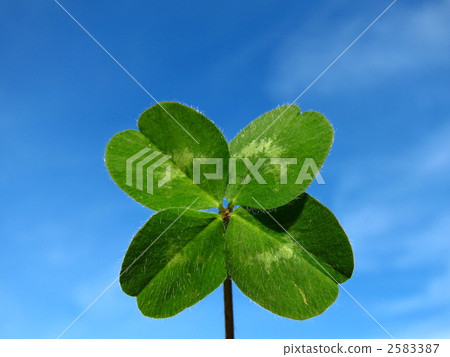 Happy Clover Happy Clover 2583387