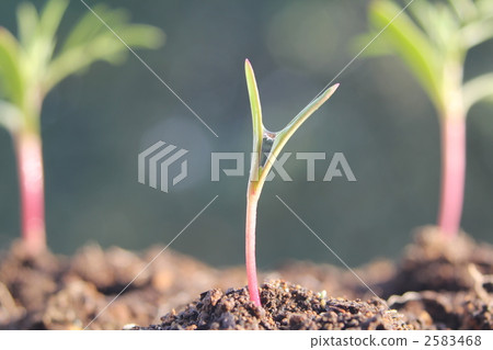Sprout 2583468