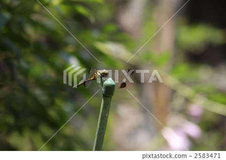 夏天蜻蜓 2583471