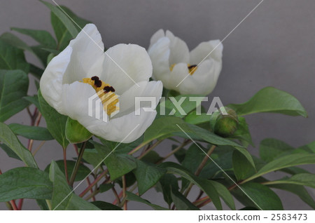 mountain peony, White Flower, white blossom 2583473