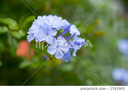 Blue Ruri Matryu flower 2583905