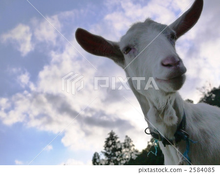 Mr. White Goat 2584085
