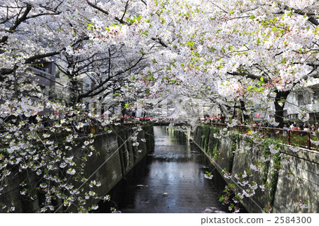 櫻木花道 櫻花道 櫻樹花道 2584300