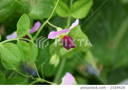 Red colored bean bean black fruit seems to be ... Red colored bean bean black fruit seems to be ... 2584426