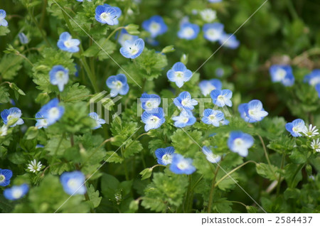 A big dog's awesome aka A star's eyes 2584437