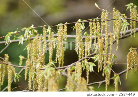 Flower golden hangs down 2584449