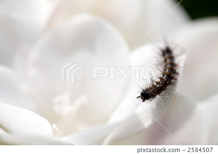Caterpillar 2584507