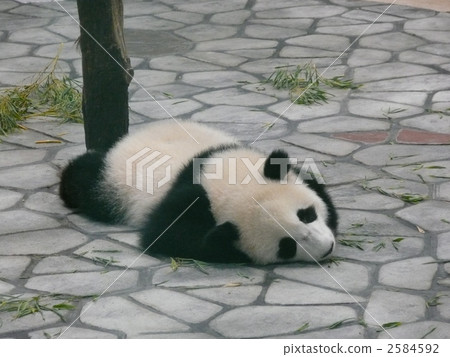 panda, pandas, animal 2584592