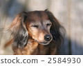 Dog taking in the sun 2584930