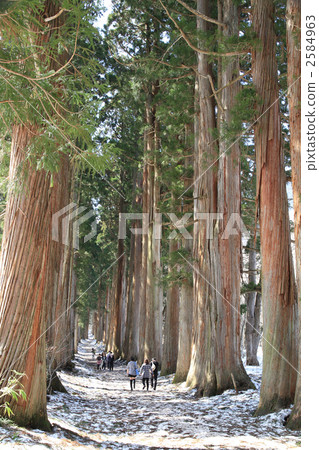 Power spot Togakushi Okusha cedar trees Power spot Togakushi Okusha cedar trees 2584963