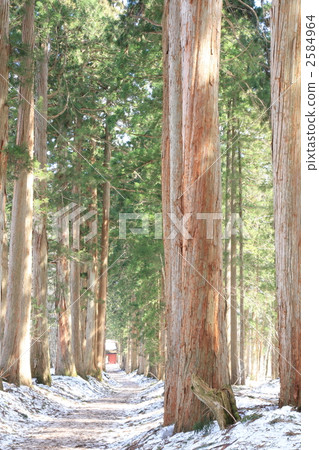 Power spot Togakushi Okusha cedar trees 2584964