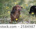 Dandelion and dog of the season when the cherry blossoms fall 2584987