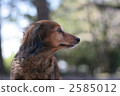 miniature dachshund, side view, forest 2585012