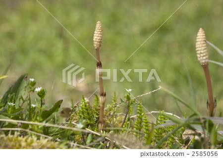 The brush grows The brush grows 2585056