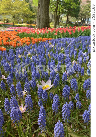 Various flower garden Various flower garden 2585169
