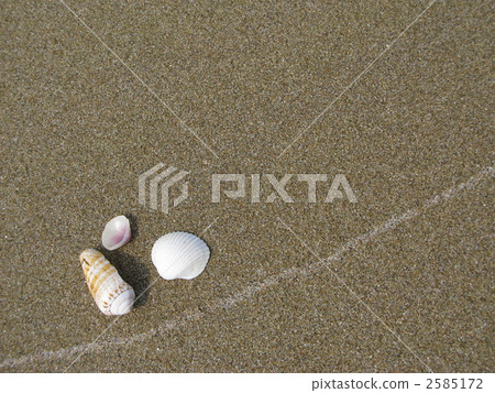 Seashell of a sandy beach Seashell of a sandy beach 2585172