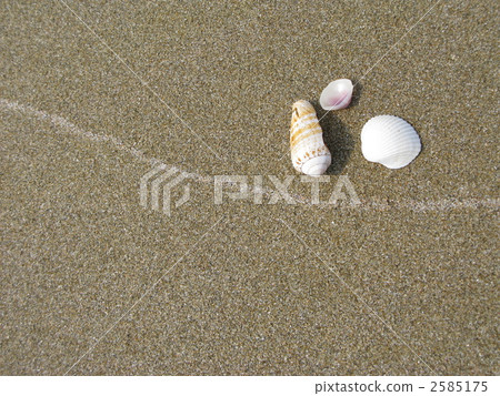 Seashell of a sandy beach 2585175
