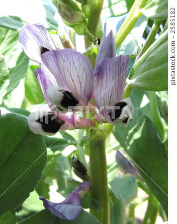 Broad bean flower Broad bean flower 2585182