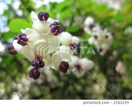Akebi flower Akebi flower 2585245
