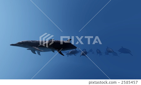 sea animals, in the sea, dolphin 2585457