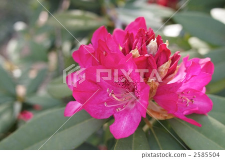 西方杜鵑花 西方杜鵑花 2585504