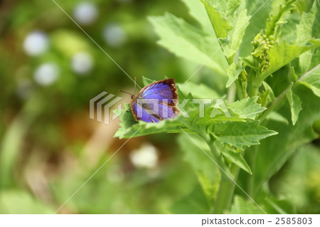 Murashiki Sajimi 2585803