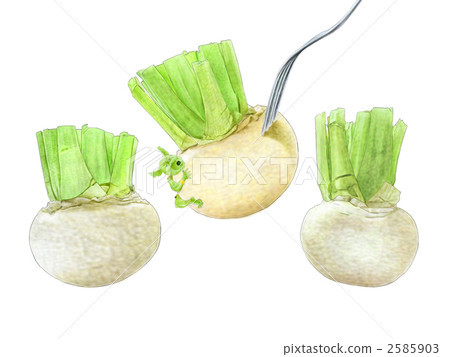 蕪菁 塊根農作物 三 2585903