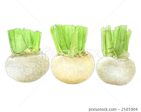 蕪菁 根菜類 塊根類蔬菜 2585904