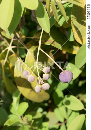 Akebi的芽 Akebi的芽 2586416
