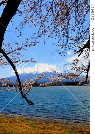 lake kawaguchi, mountain fuji, mt fuji 2586434