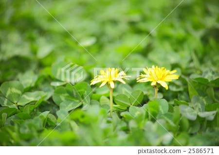 blooming, dandelion, april 2586571