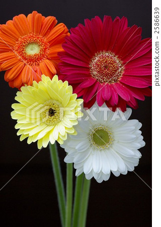 Gerbera-2 Gerbera-2 2586639