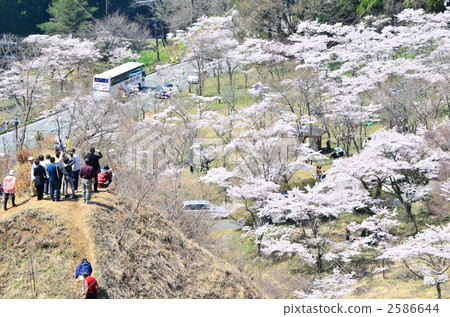 櫻花 山櫻 山櫻桃 2586644